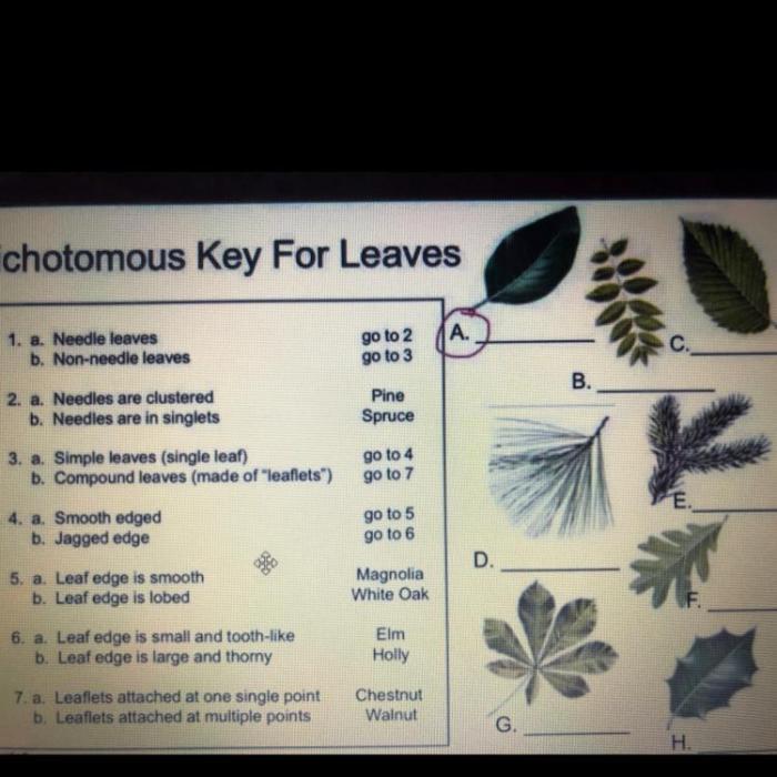 Dichotomous worksheet worksheets studylib explains