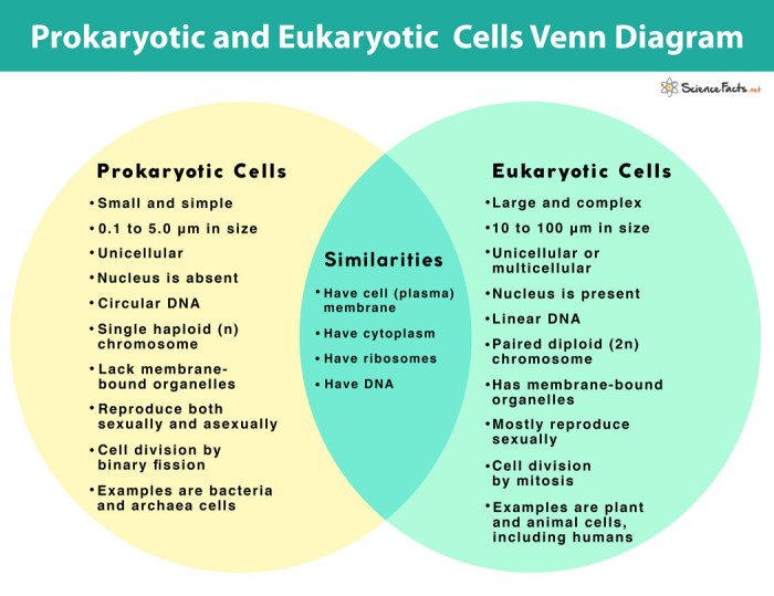 Venn diagram prokaryotes eukaryotes viruses cells vs eukaryotic uh speak greek already oh time