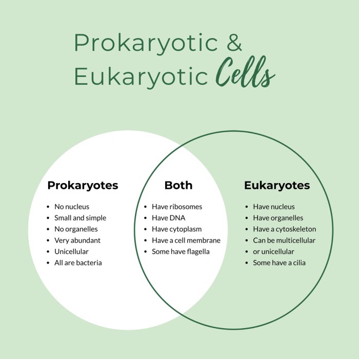 Prokaryotes eukaryotes venn yazi