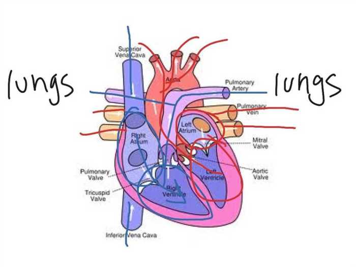 Gizmo circulatory system answer key