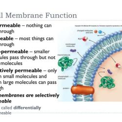 Membrane structure and function pogil