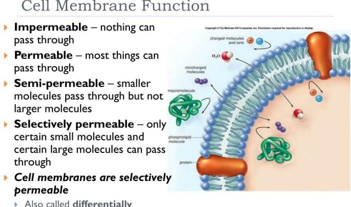 Membrane structure and function pogil