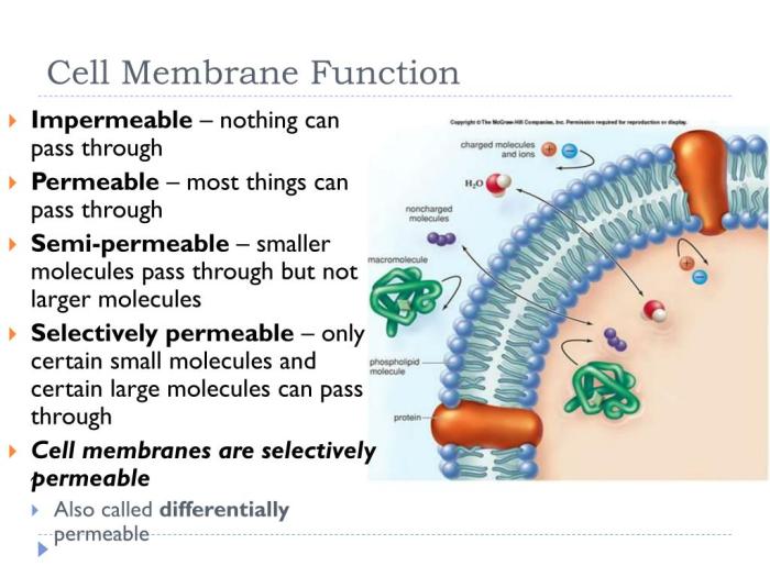 Membrane structure and function pogil