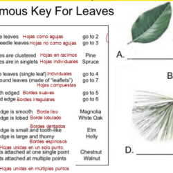 Dichotomous key for leaves answers