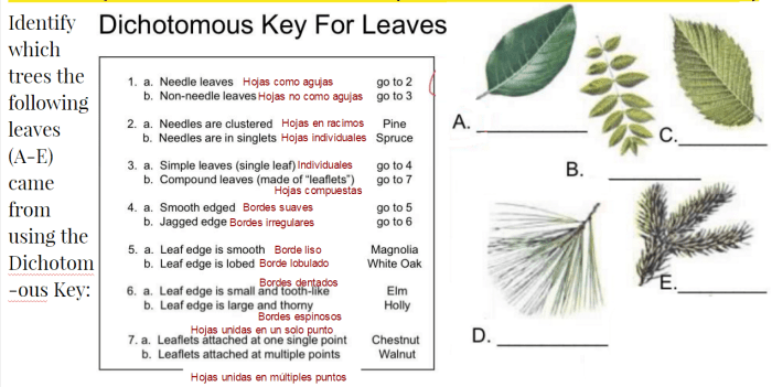 Dichotomous key for leaves answers