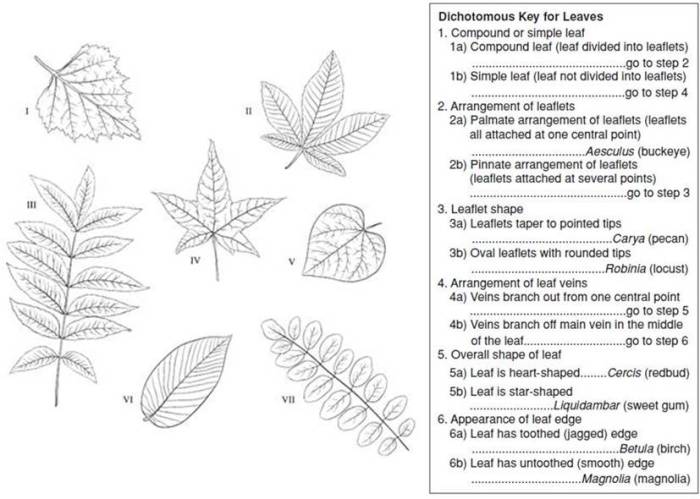 Dichotomous key for leaves answers