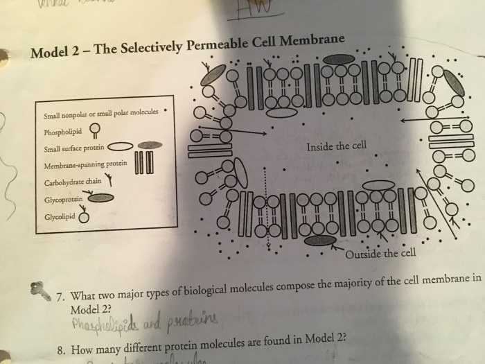 Membrane structure and function pogil