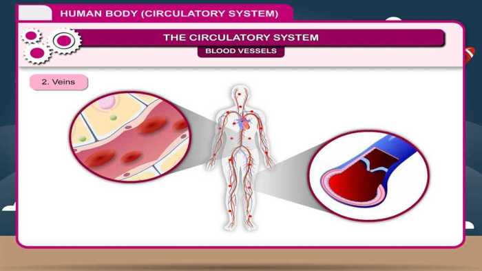 Gizmo circulatory system answer key