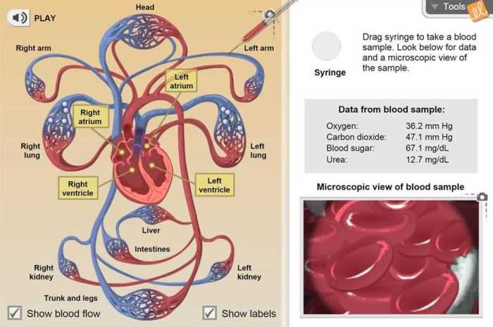 Gizmo circulatory system answer key