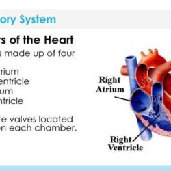 Gizmo circulatory system answer key