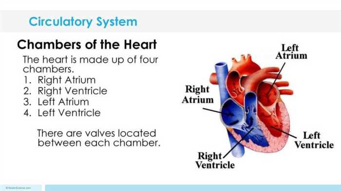 Gizmo circulatory system answer key