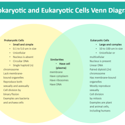 Venn diagram of eukaryotes and prokaryotes