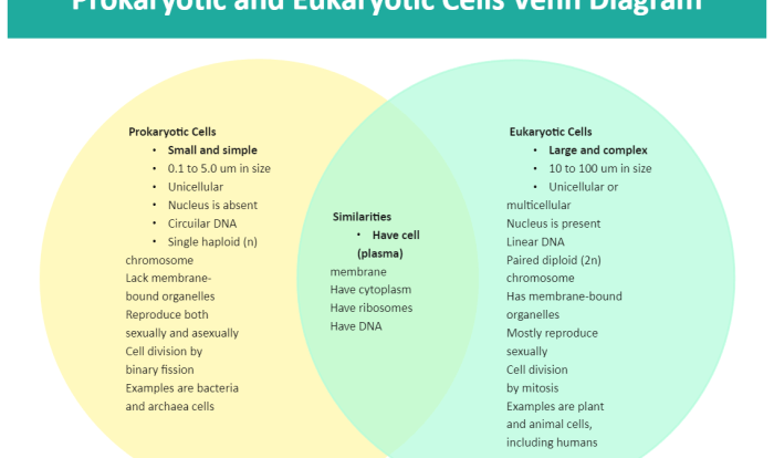 Venn diagram of eukaryotes and prokaryotes