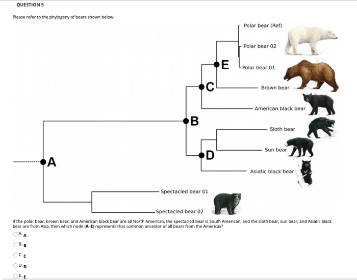 Phylogenetic tree worksheet with answers