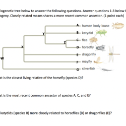 Phylogenetic tree worksheet with answers