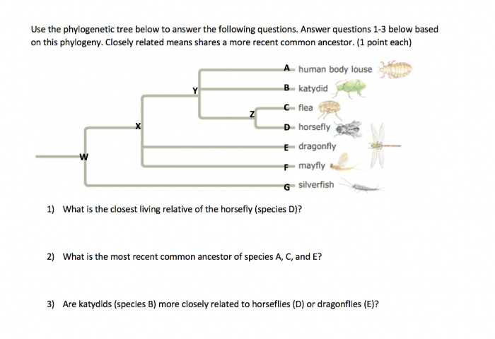 Phylogenetic tree worksheet with answers