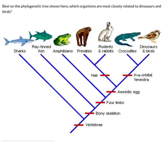 Phylogenetic tree worksheet with answers