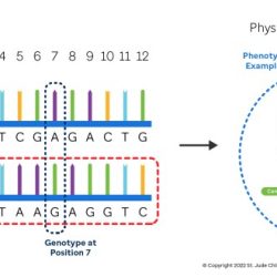 Haplogroup mtdna dna mitochondrial mitocondrial distribution eva haplogroups phylogenetic seres todos haplotype adn ancestry congruent ethnicities microsiervos