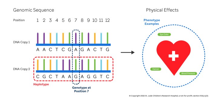 Haplogroup mtdna dna mitochondrial mitocondrial distribution eva haplogroups phylogenetic seres todos haplotype adn ancestry congruent ethnicities microsiervos