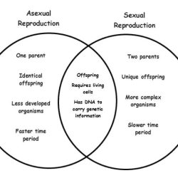 Asexual sexual diagram reproduction venn creately