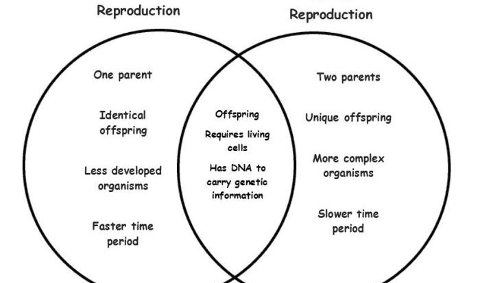 Asexual sexual diagram reproduction venn creately