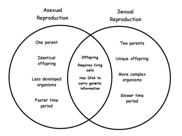 Asexual sexual diagram reproduction venn creately