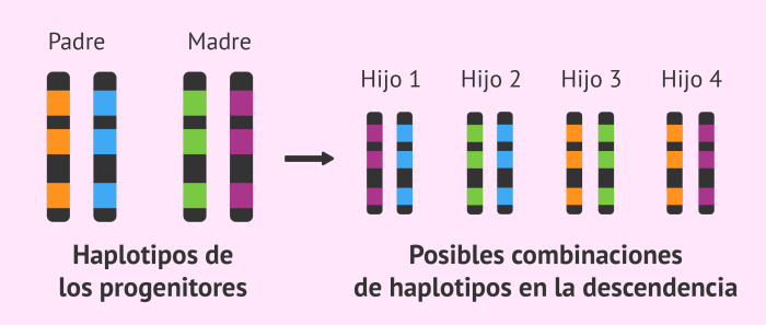 Gene variation on same chromosome crossword clue