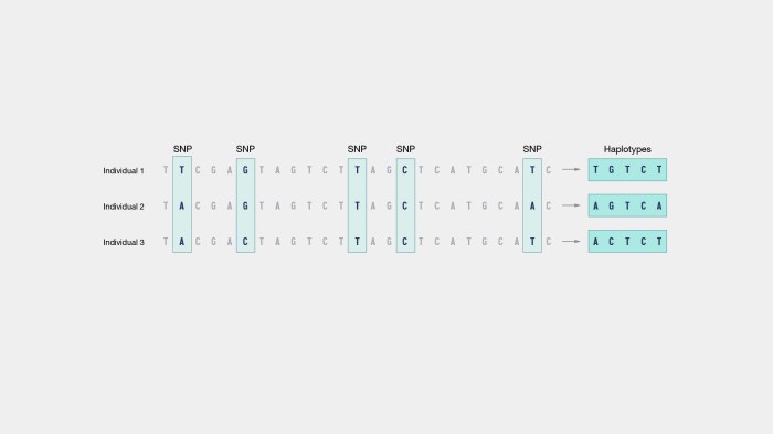 Gene variation on same chromosome crossword clue