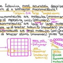 Introduction to biological macromolecules quiz