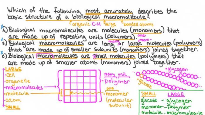 Introduction to biological macromolecules quiz